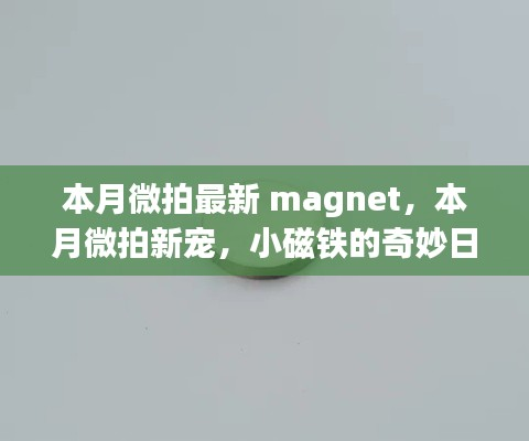 本月微拍,小磁铁的奇妙日常与友情之旅探索最新magnet新宠