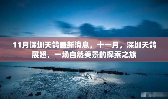 深圳天鸽11月展翅,自然美景探索之旅最新消息