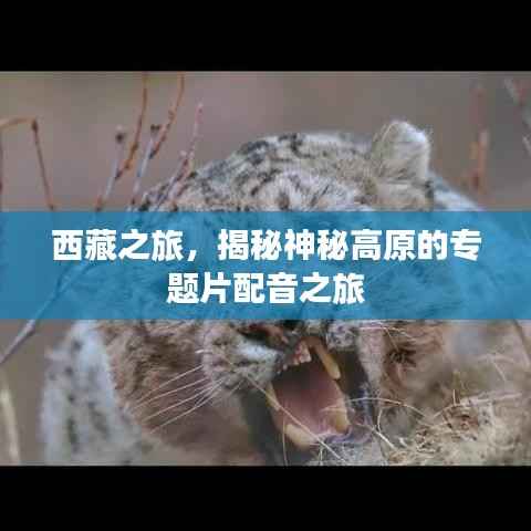 西藏之旅,揭秘神秘高原的专题片配音之旅