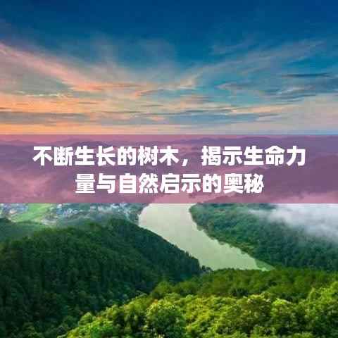 不断生长的树木,揭示生命力量与自然启示的奥秘