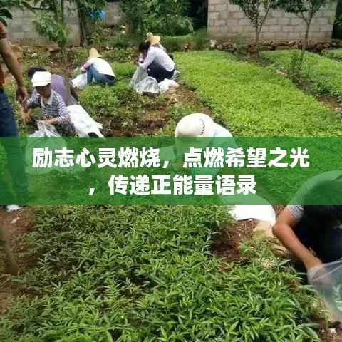 tuijinsongbao 第8页