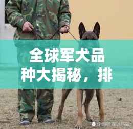 全球军犬品种大揭秘,排名榜单不容错过!