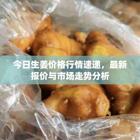 今日生姜价格行情速递,最新报价与市场走势分析