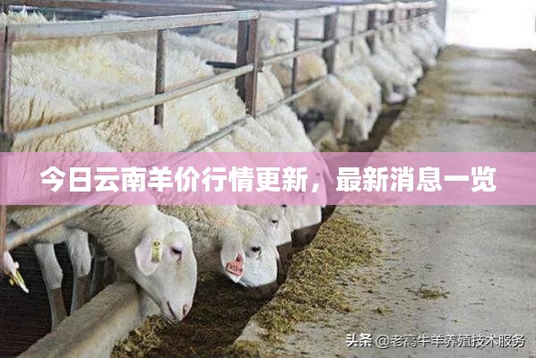 今日云南羊价行情更新,最新消息一览